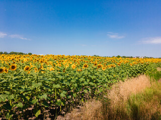 Fototapeta na wymiar A field with growing sunflowers with large yellow flowers under a blue sky on a sunny summer day.