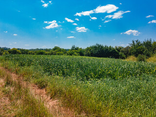 Fototapeta na wymiar A field with growing green young corn and a dirt road passing through it on a sunny summer day with a blue sky with white clouds.