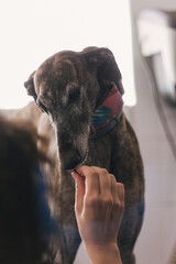 Close-up of a veterinarian giving a candy of a greyhound in a clinic