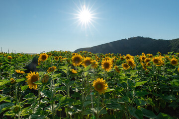 Obraz premium 夏のひまわり