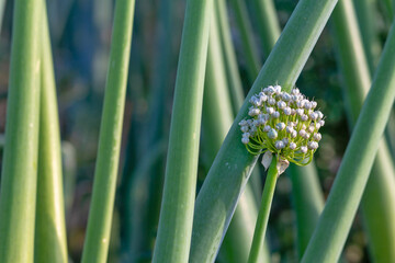 Fototapeta premium Field sown with onions. Green leaves of onion with flowers.