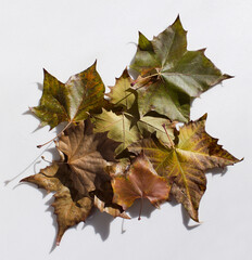 brown and green maple leaves isolated on white background.