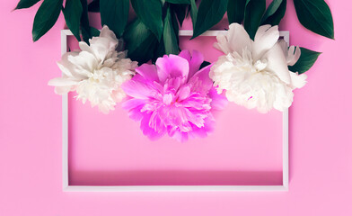 Creative layout made of white and pink peony flowers on pastel pink background with white frame.