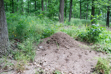 anthill forest summer protect animals wildlife green grass