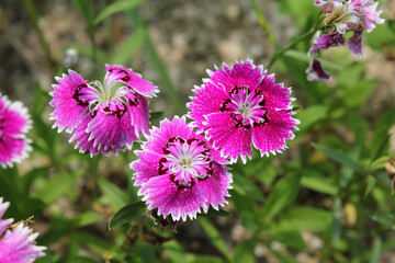 Fototapeta premium Indian Pink,China Pink flower or Dianthus chinensis