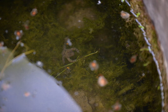 Bufonidae Frog Swimming In The Water