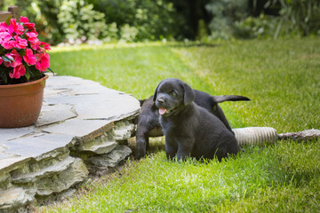 czarny szczeniak labrador labrador retriever siedzi na zielonej trawie obok tarasu © Joanna
