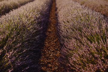 Champ de Lavande en Provence