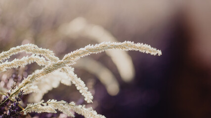 La flore en Provence 