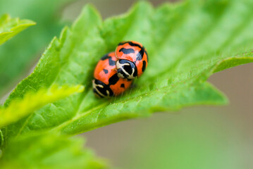 Ladybug mating on the leaf
