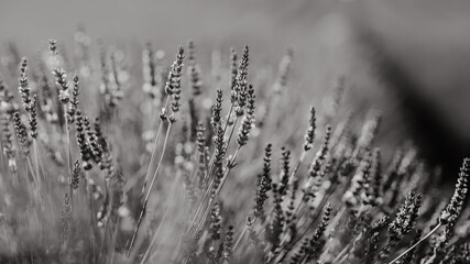 Fototapeta premium Lavande provençale en noir et blanc