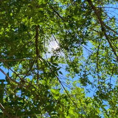 The green leaves against blue sky