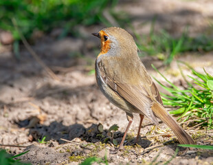 Rotkehlchen beobachtet die Umgebung