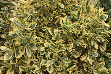 Fusain du japon aux feuilles vertes et jaunes