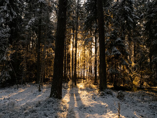 Fototapeta premium Sparse sun beams leaking through dense forest