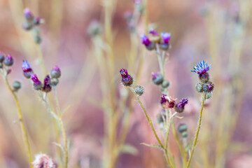 Bright natural rich background from wild plants. Multicolored flowers and herbs. Screensaver. 
