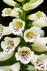 Fototapeta na wymiar close-up view of digitalis flower in the garden.