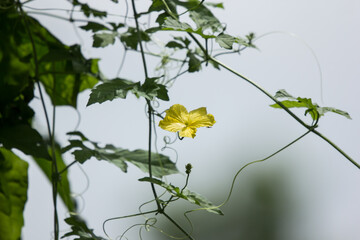 Yellow flower of Bitter gourd Vegetable