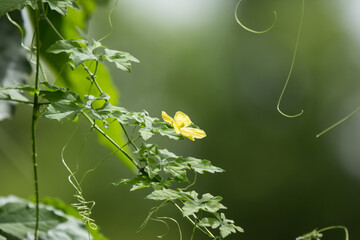 Yellow flower of Bitter gourd Vegetable