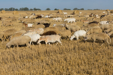 A herd of goats graze on a mown field after harvesting wheat. Large round bales of stacks.