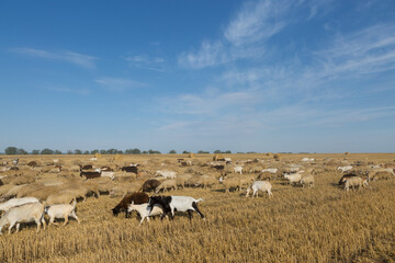 Fototapeta na wymiar A herd of goats graze on a mown field after harvesting wheat. Large round bales of stacks.