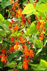 Red Runner Bean blossoms on a garden wooden trellis 