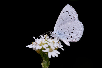 Provencal short-tailed blue butterfly (Cupido alcetas) on white flower isolated on black background.
