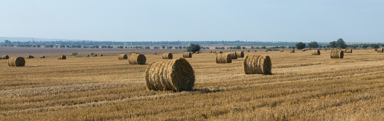 Fototapeta premium Field after harvest in the morning. Large bales of hay in a wheat field.