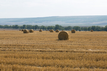 Field after harvest in the morning. Large bales of hay in a wheat field.