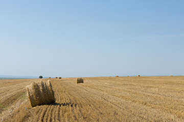 Field after harvest in the morning. Large bales of hay in a wheat field.