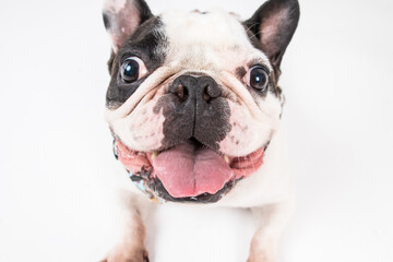 White french bulldog