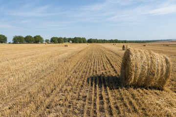 Fototapeta premium Field after harvest in the morning. Large bales of hay in a wheat field.
