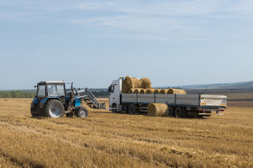 A tractor puts round bales of straw into a trailer of a machine on a mowed wheat field.