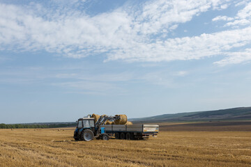 A tractor puts round bales of straw into a trailer of a machine on a mowed wheat field.