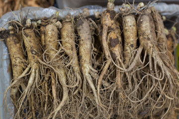Fresh korean ginseng sold in the market.