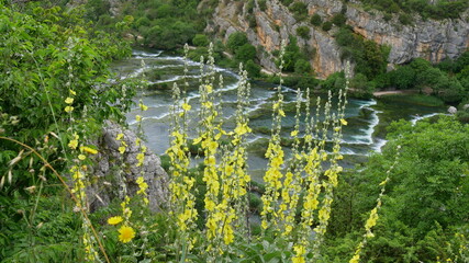 Blick auf die Kaskaden im Nationalpark Krka, Kroatien, im Vordergrund blühende gelbe Blumen