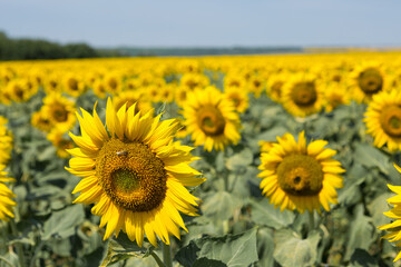 Bright golden sunflower field at sunset.