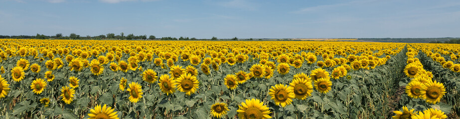 Bright golden sunflower field at sunset.