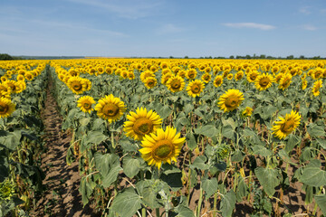 Obraz premium Bright golden sunflower field at sunset.