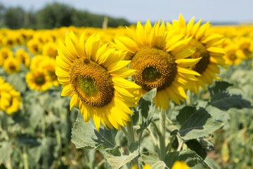 Obraz premium Bright golden sunflower field at sunset.