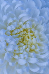 white chrysanthemum flower