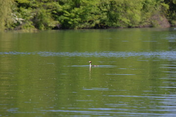 Naklejka na ściany i meble Podiceps cristatus swimming in the lake in spring season on sunny day