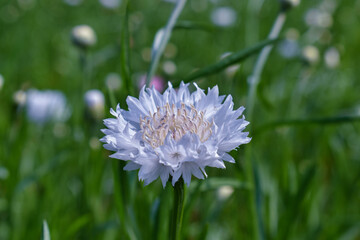 close up of a dandelion