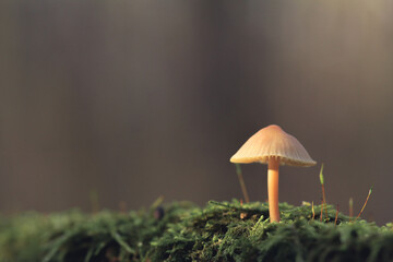 mushroom in the grass