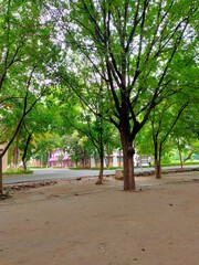 park with trees