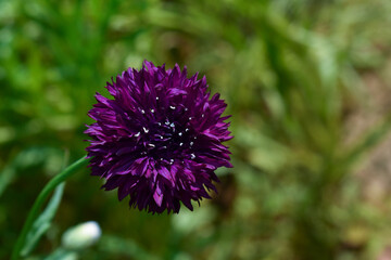 purple thistle flower