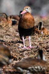 Black-Bellied Whistling Duck (Dendrocygna autumnalis)