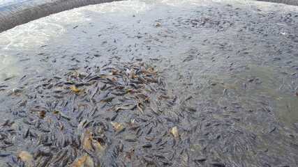 feeding frenzy fish in lake