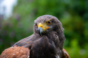 close up of  Parabuteo unicinctus - Harris's Hawk