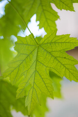 green tree leaves